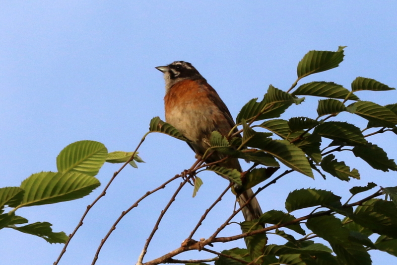 f:id:digibirds:20160725073718j:image
