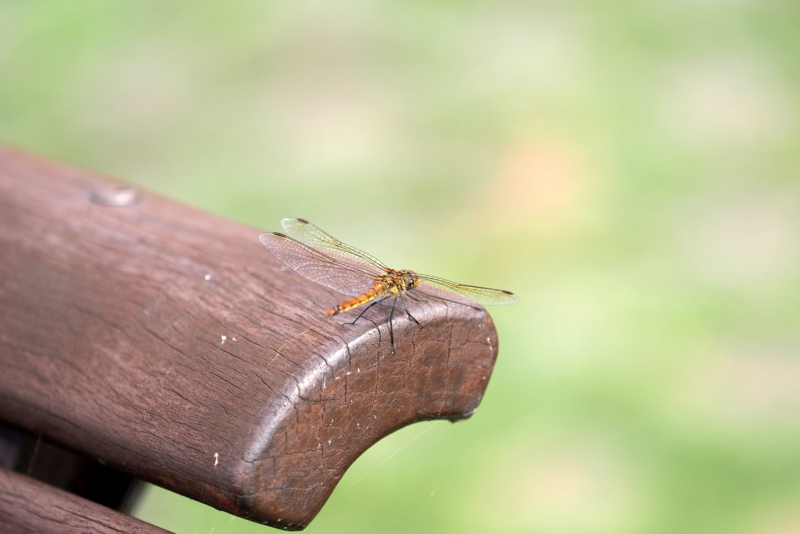 f:id:digibirds:20161001193239j:image