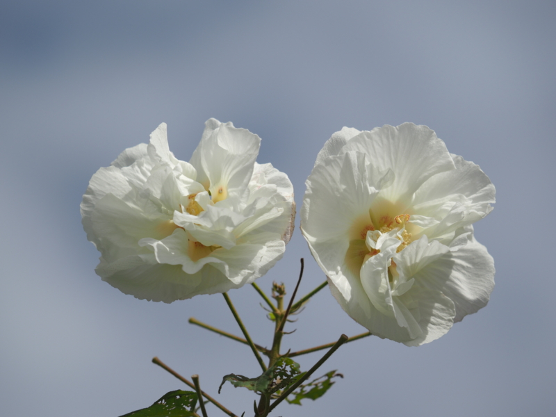 f:id:digibirds:20161003104150j:image f:id:digibirds:20161003104150j:image