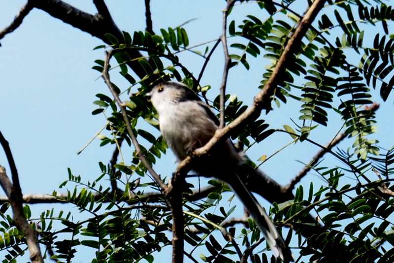 f:id:digibirds:20161006100025j:image f:id:digibirds:20161006100025j:image