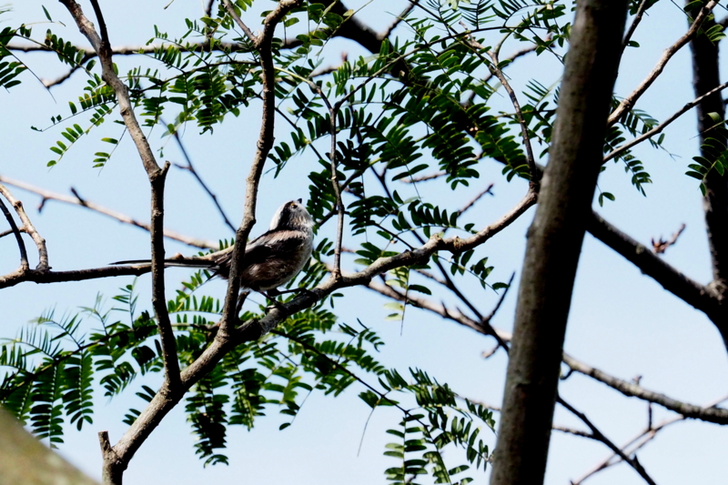 f:id:digibirds:20161006100029j:image f:id:digibirds:20161006100029j:image