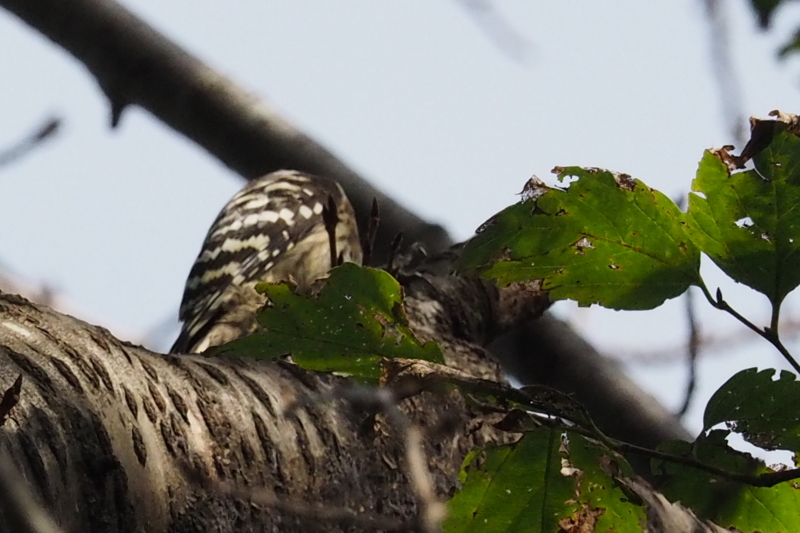 f:id:digibirds:20161008161210j:image