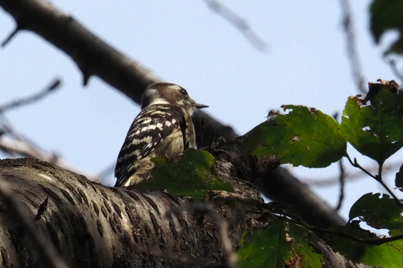 f:id:digibirds:20161008161213j:image