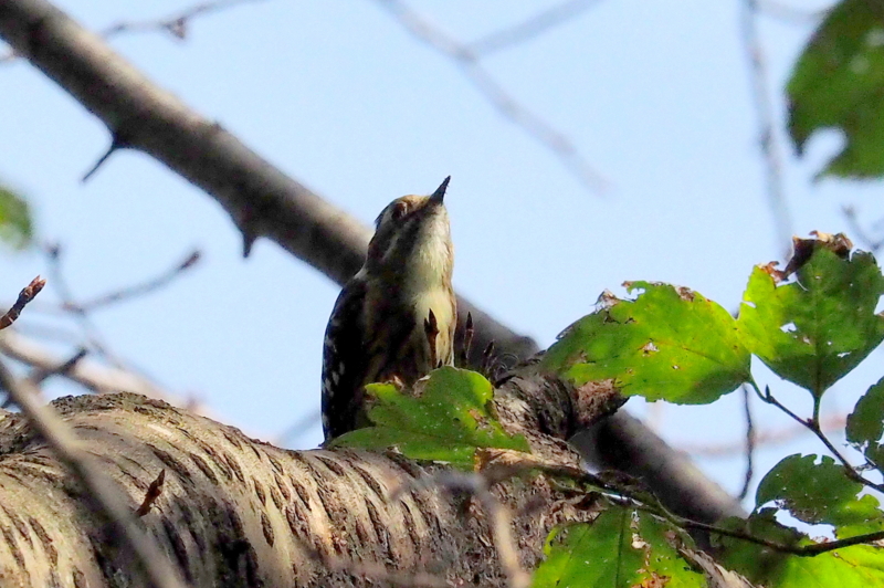 f:id:digibirds:20161008161217j:image