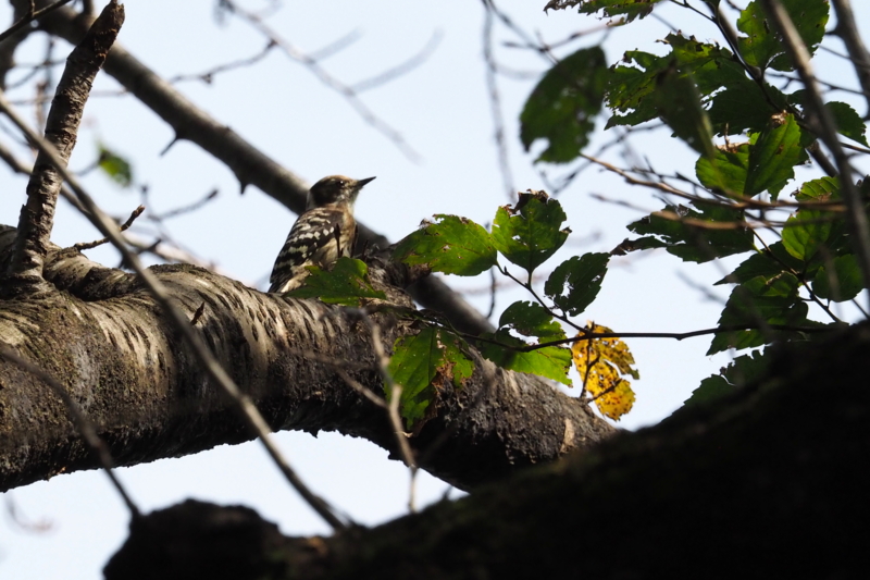 f:id:digibirds:20161008161221j:image