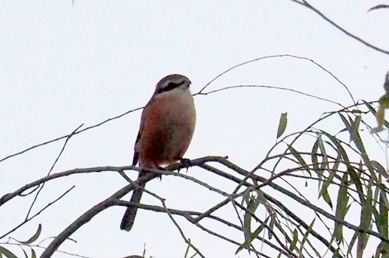 f:id:digibirds:20161017055642j:image