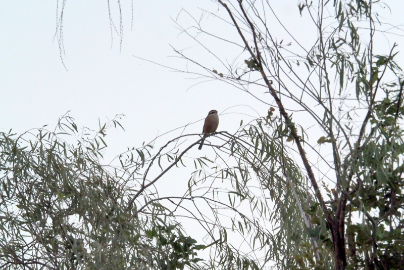 f:id:digibirds:20161017055644j:image