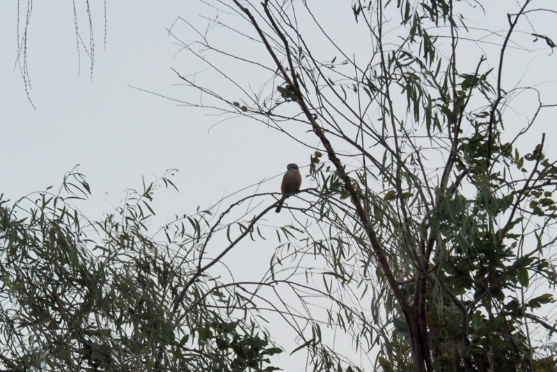 f:id:digibirds:20161017055708j:image