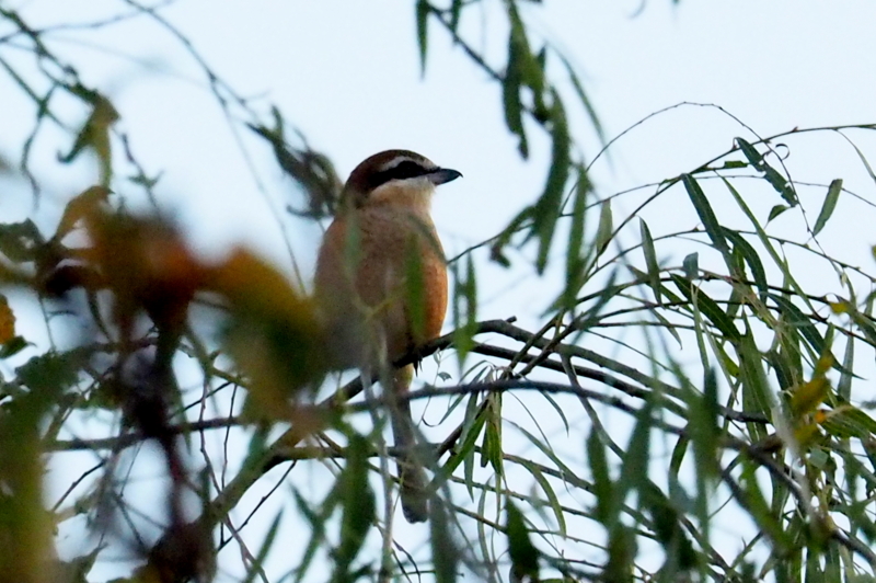f:id:digibirds:20161017055731j:image