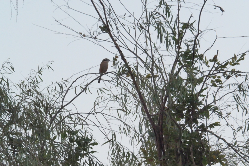 f:id:digibirds:20161017055734j:image