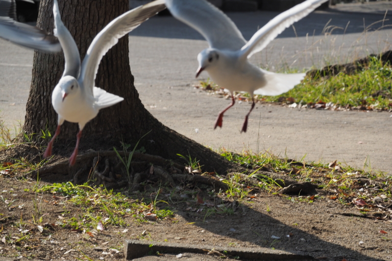 f:id:digibirds:20161107165544j:image f:id:digibirds:20161107165544j:image