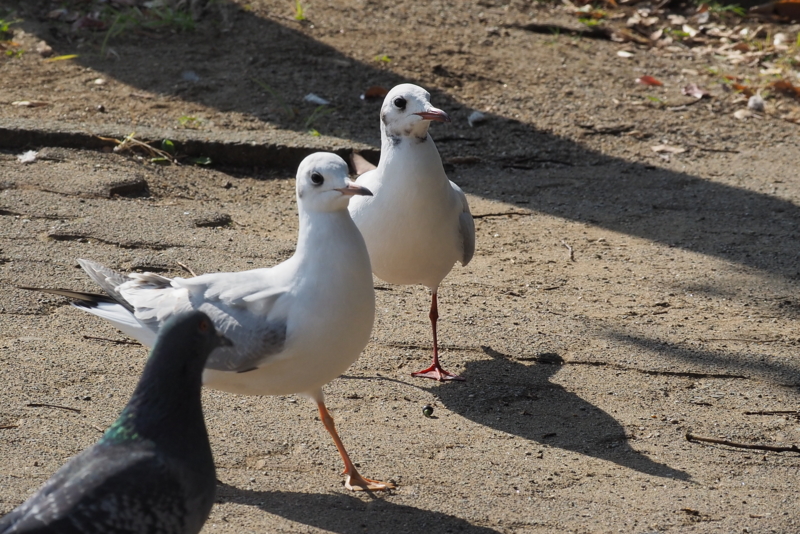 f:id:digibirds:20161107165620j:image f:id:digibirds:20161107165620j:image