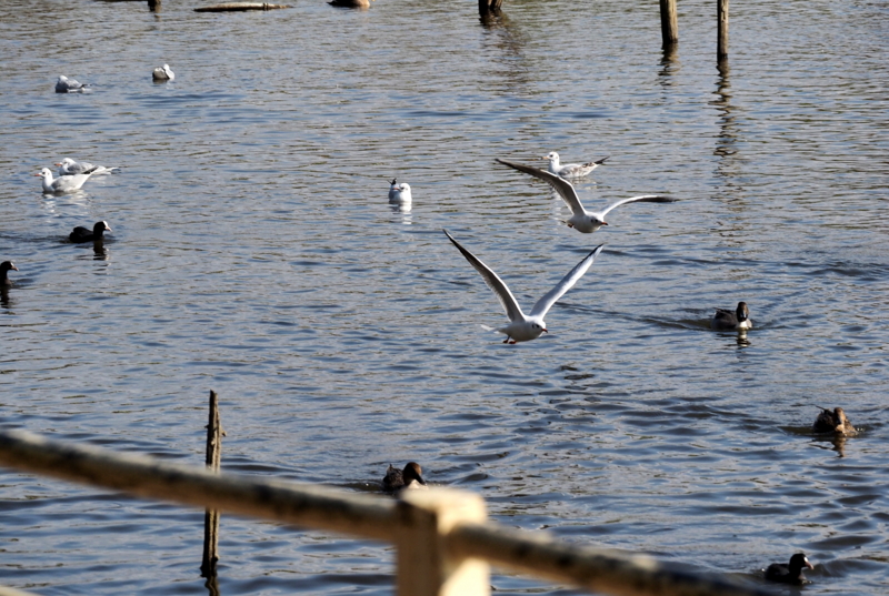 f:id:digibirds:20161107165634j:image f:id:digibirds:20161107165634j:image