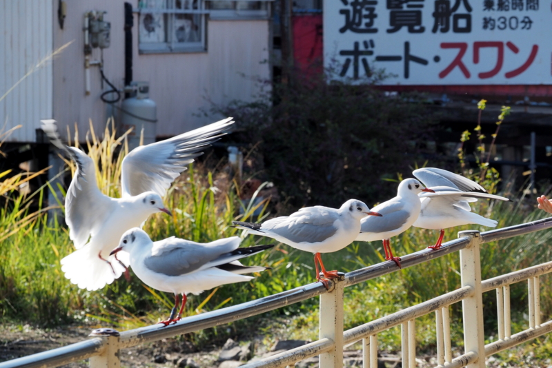 f:id:digibirds:20161107170130j:image f:id:digibirds:20161107170130j:image