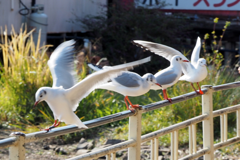 f:id:digibirds:20161107170158j:image f:id:digibirds:20161107170158j:image