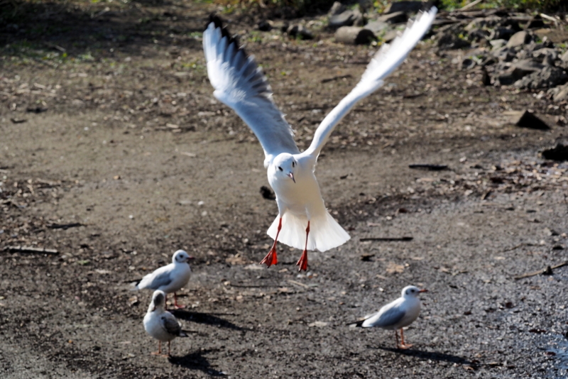 f:id:digibirds:20161107170416j:image f:id:digibirds:20161107170416j:image