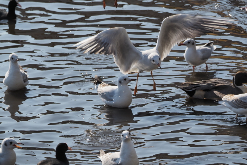 f:id:digibirds:20161107170441j:image f:id:digibirds:20161107170441j:image