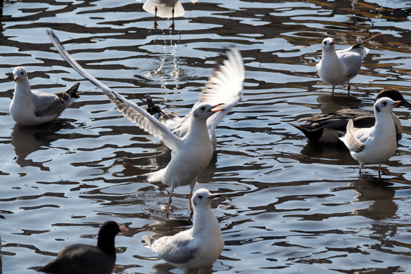 f:id:digibirds:20161107170511j:image f:id:digibirds:20161107170511j:image