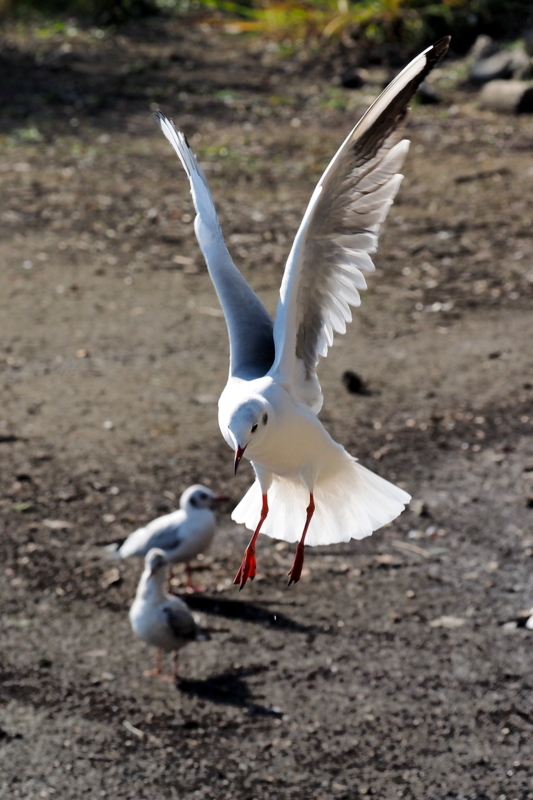 f:id:digibirds:20161107170857j:image f:id:digibirds:20161107170857j:image