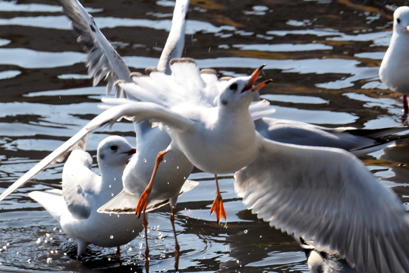 f:id:digibirds:20161107230728j:image f:id:digibirds:20161107230728j:image