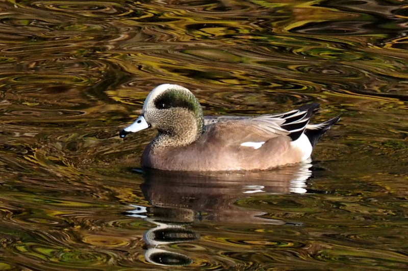 f:id:digibirds:20161118182936j:image