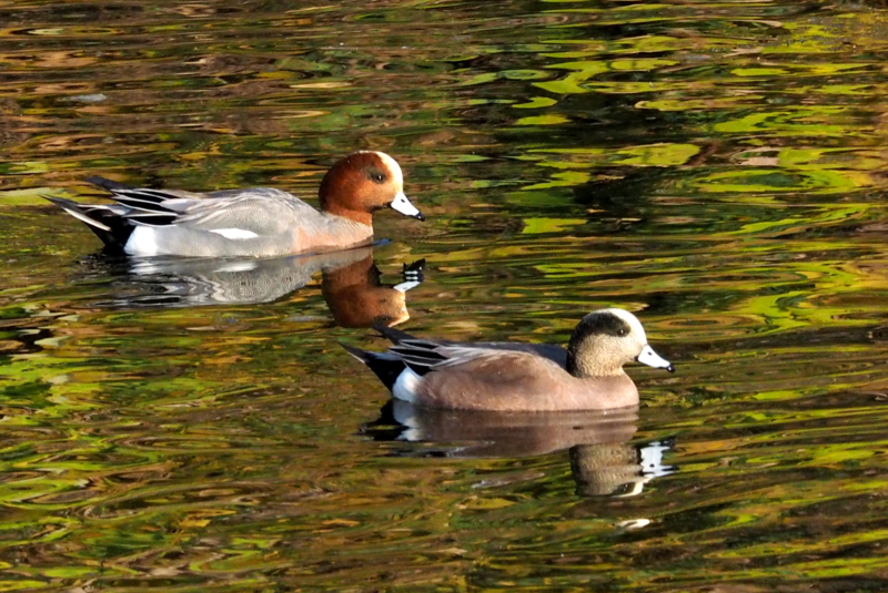 f:id:digibirds:20161118182941j:image