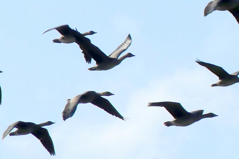 f:id:digibirds:20161127090339j:image