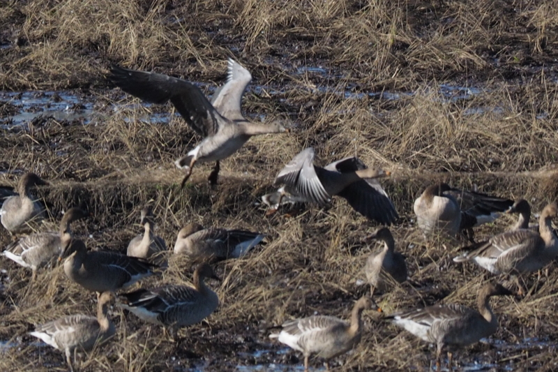 f:id:digibirds:20161128143021j:image f:id:digibirds:20161128143021j:image