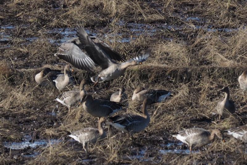 f:id:digibirds:20161128143029j:image f:id:digibirds:20161128143029j:image