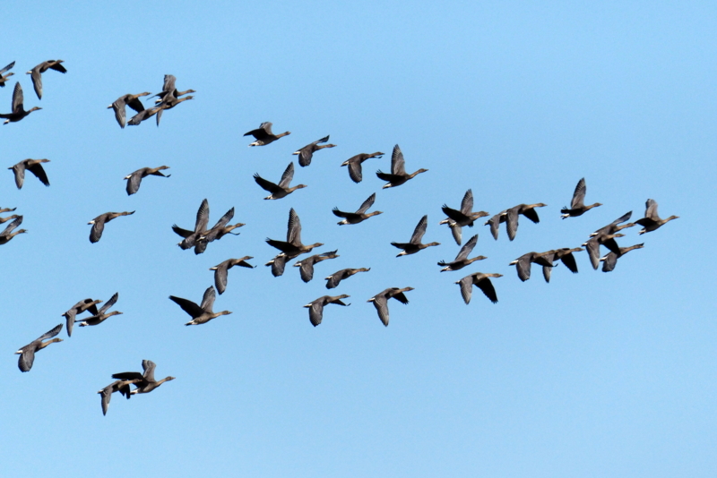 f:id:digibirds:20161128143509j:image f:id:digibirds:20161128143509j:image