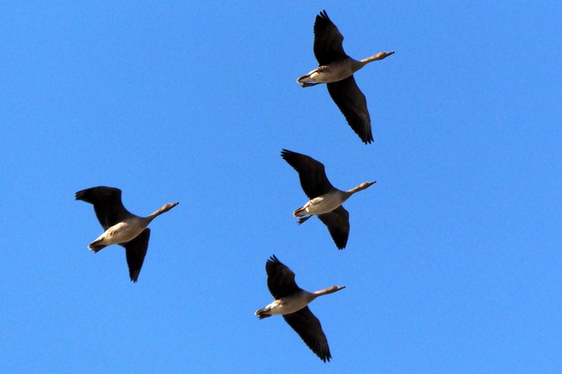 f:id:digibirds:20161128143947j:image f:id:digibirds:20161128143947j:image