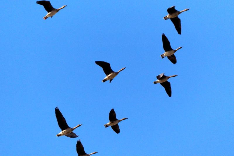 f:id:digibirds:20161128143959j:image f:id:digibirds:20161128143959j:image