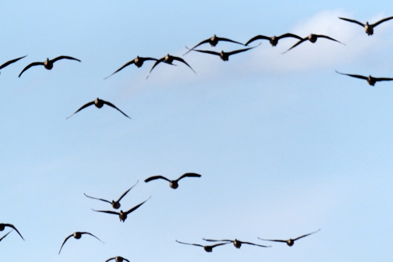 f:id:digibirds:20161128144026j:image f:id:digibirds:20161128144026j:image