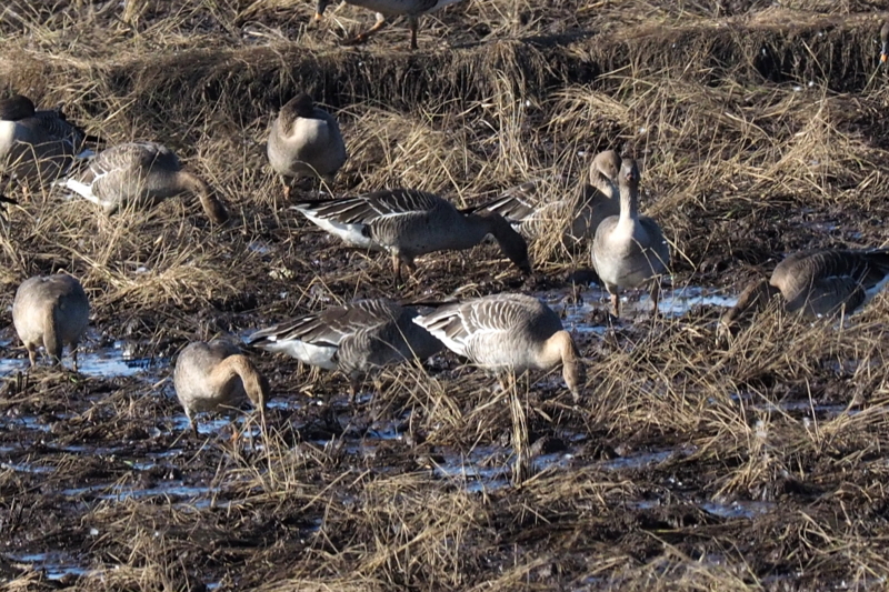 f:id:digibirds:20161129220119j:image f:id:digibirds:20161129220119j:image