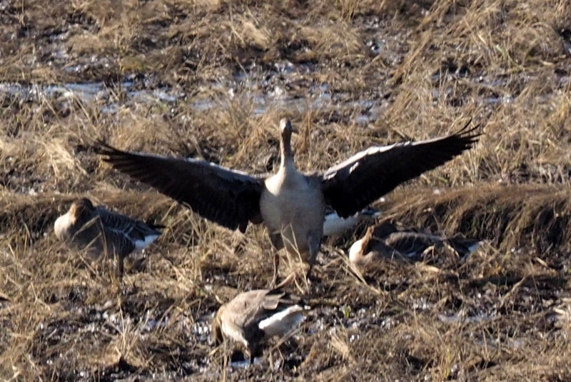 f:id:digibirds:20161129220132j:image f:id:digibirds:20161129220132j:image