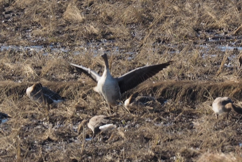 f:id:digibirds:20161129220134j:image f:id:digibirds:20161129220134j:image