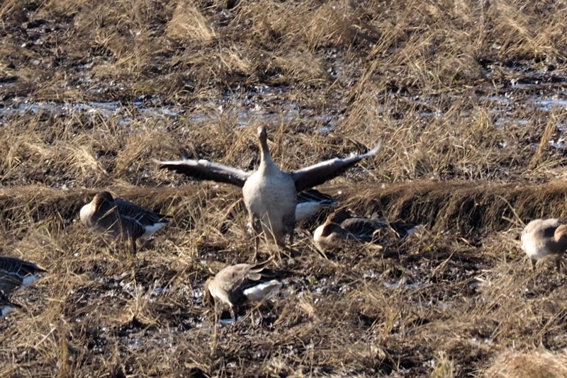f:id:digibirds:20161129220137j:image f:id:digibirds:20161129220137j:image