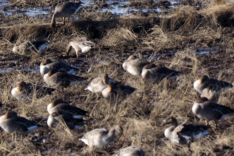 f:id:digibirds:20161129220258j:image f:id:digibirds:20161129220258j:image