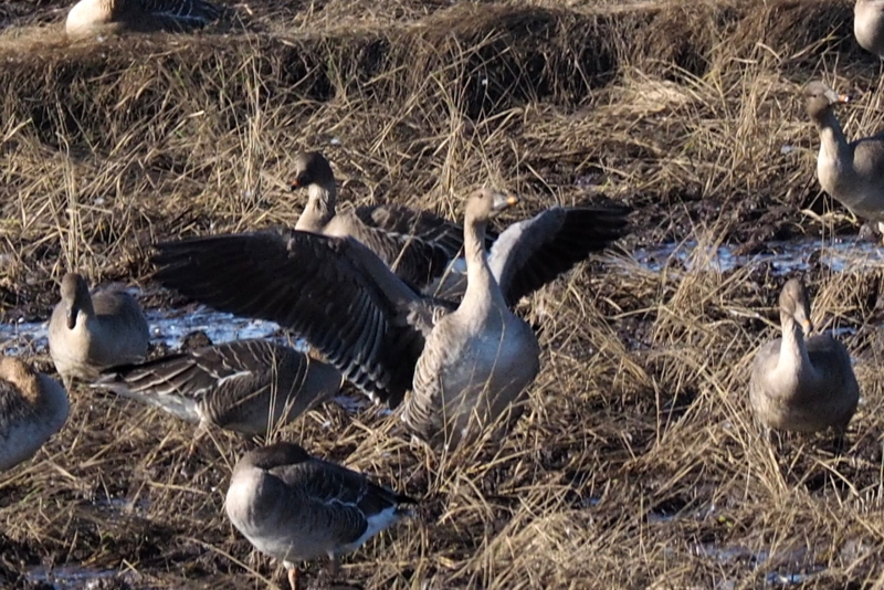 f:id:digibirds:20161129220311j:image f:id:digibirds:20161129220311j:image