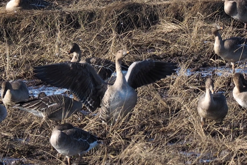 f:id:digibirds:20161129220317j:image f:id:digibirds:20161129220317j:image