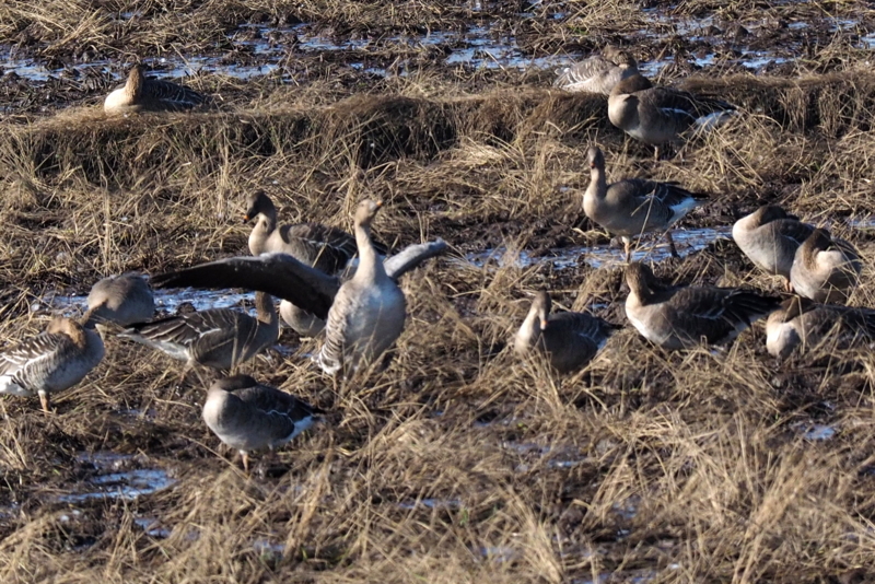 f:id:digibirds:20161129220320j:image f:id:digibirds:20161129220320j:image