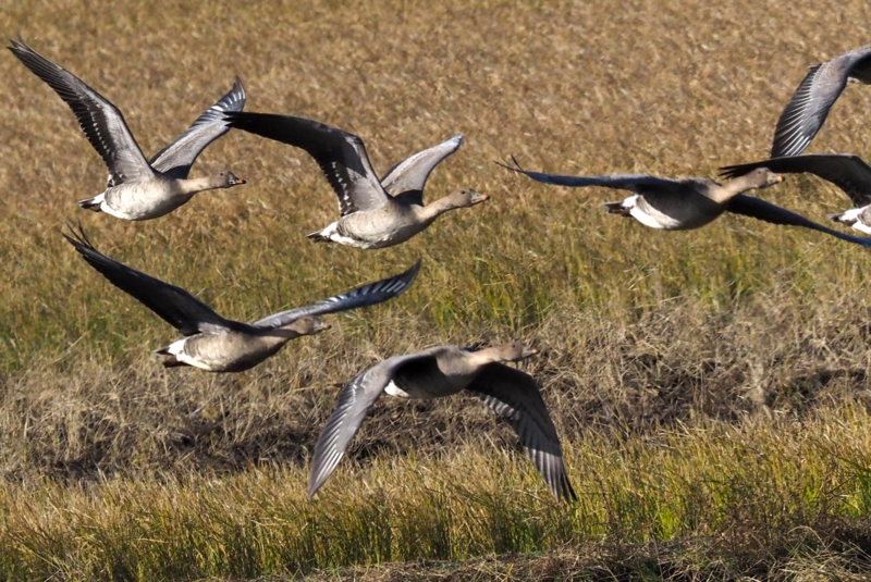f:id:digibirds:20161129220716j:image f:id:digibirds:20161129220716j:image