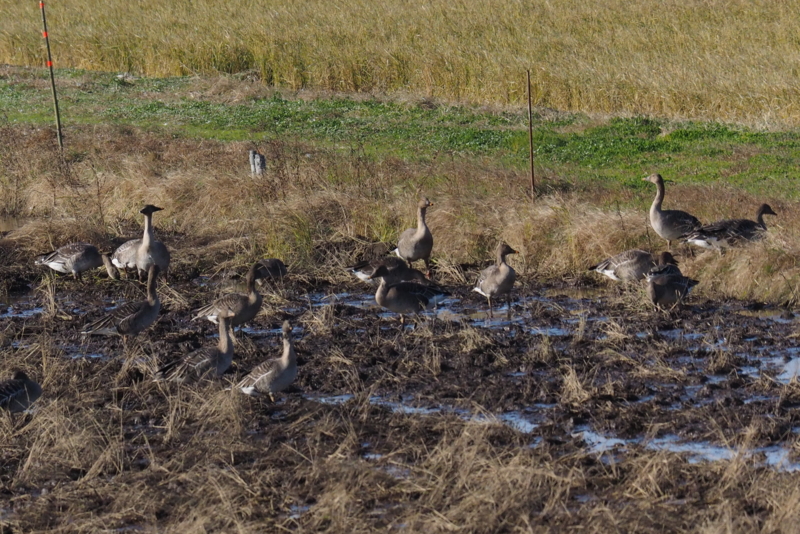 f:id:digibirds:20161129220737j:image f:id:digibirds:20161129220737j:image