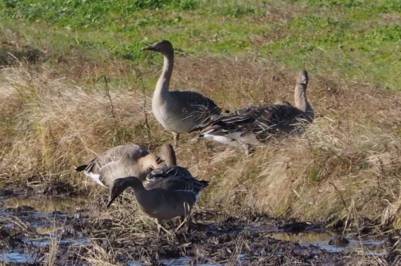 f:id:digibirds:20161129220754j:image f:id:digibirds:20161129220754j:image