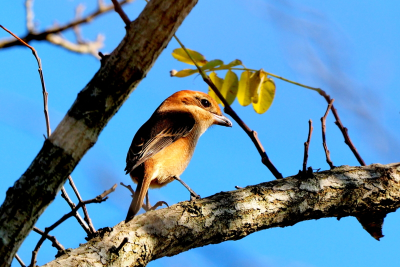 f:id:digibirds:20161130233232j:image
