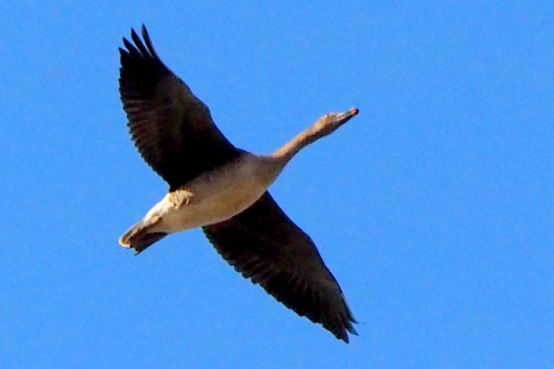 f:id:digibirds:20161201102939j:image f:id:digibirds:20161201102939j:image