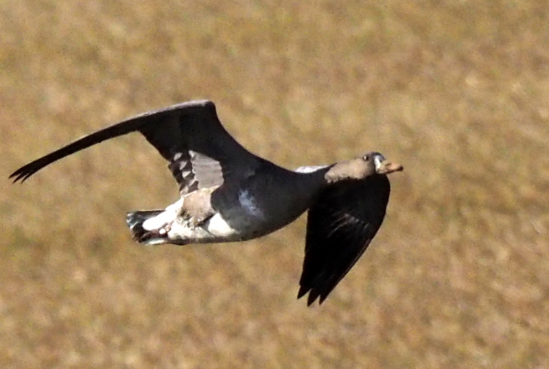 f:id:digibirds:20161201102944j:image f:id:digibirds:20161201102944j:image