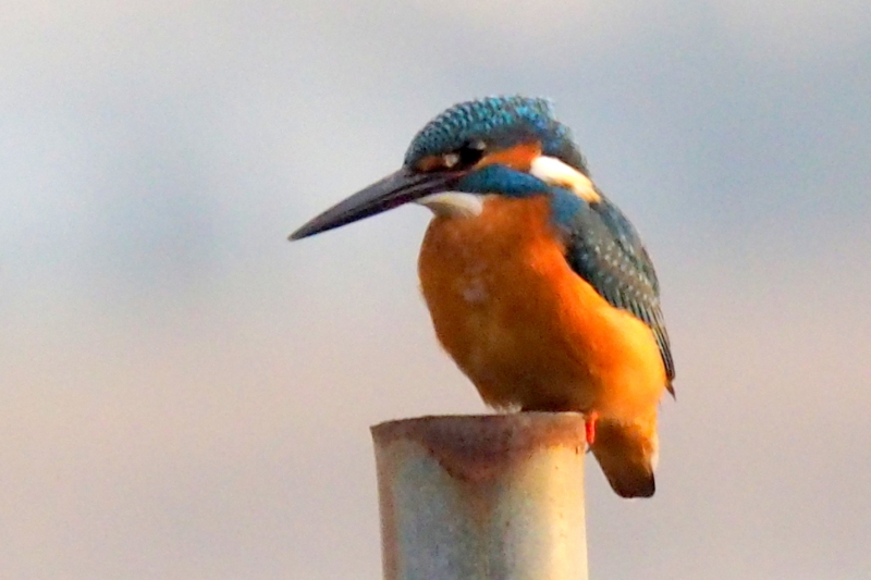 f:id:digibirds:20161201183501j:image
