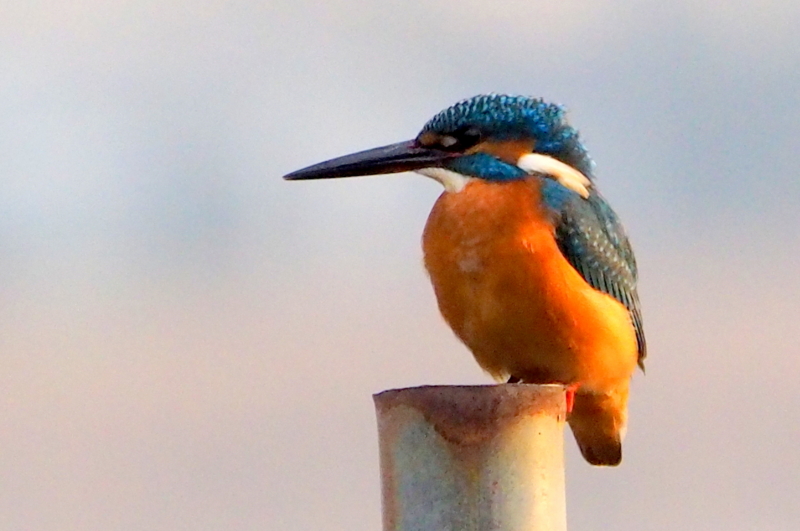 f:id:digibirds:20161201183504j:image