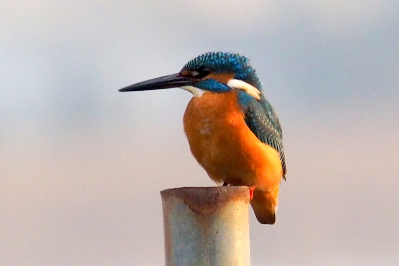 f:id:digibirds:20161201183507j:image
